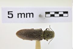 Foto (Dorsalansicht) von Limonius californicus (NHMW-ZOO-COL-0008610)